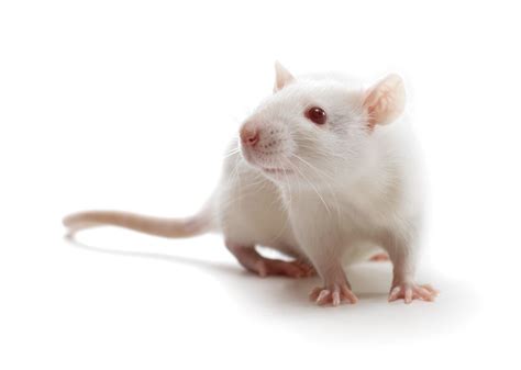 sockshare lab rats|Lab Rats .